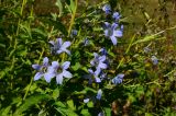 Gadellia lactiflora