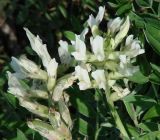 Oxytropis candicans