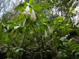 род Brugmansia