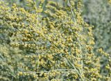 Artemisia absinthium. Побеги с соцветиями. Восточный Казахстан, Уланский р-н, окр. с. Украинка. 21.07.2008.