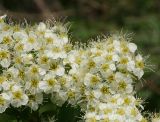 Spiraea media