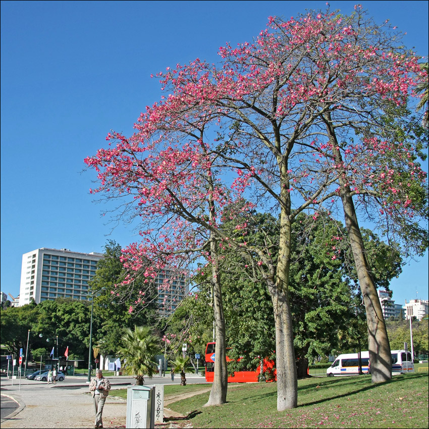 Изображение особи Ceiba speciosa.