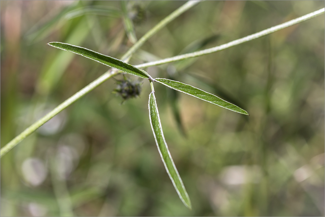 Изображение особи Psoralea bituminosa.