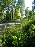 Plantago urvillei