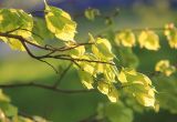 Tilia europaea