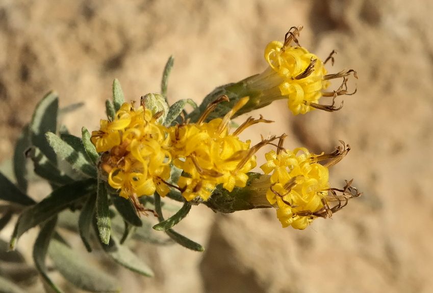 Image of Galatella villosa specimen.