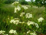 Crataegus monogyna. Побег с соцветиями. Украина, Одесская обл., Ивановский р-н., окр. пгт. Ивановка. Ракушечниковый склон в балке. 12.05.2007.