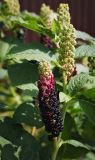 Phytolacca acinosa. Верхушка побега с созревающими соплодиями. Ярославская обл., Рыбинский р-н, с. Каменники, клумба перед домом, в культуре. 18.08.2016.