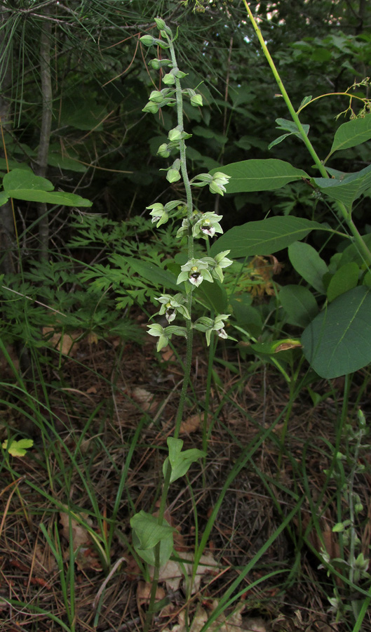 Изображение особи Epipactis condensata.