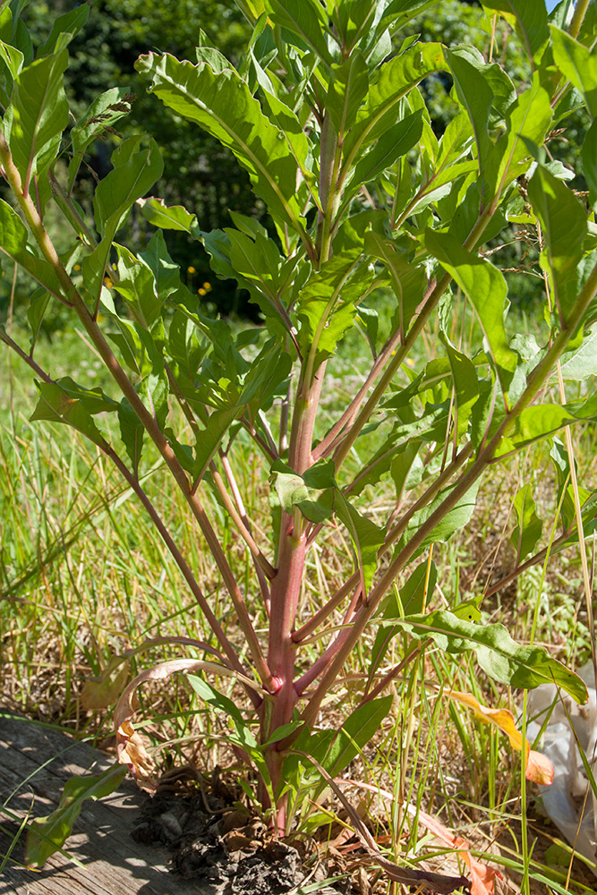 Изображение особи Oenothera rubricaulis.