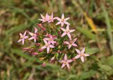 Centaurium подвид turcicum