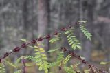 Rosa omeiensis форма pteracantha. Верхушка побега. Китай, Юньнань, национальный парк Пудацо (Potatso National Park), 22 км от г. Шангри-Ла, в 150 м от оз. Шуду, ≈ 3400 м н.у.м., хвойный лес. 29 октября 2016 г.