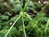 Pleurospermum austriacum. Часть соцветия, видны листочки обёртки и обёрточки. Беларусь, Гродненская обл., Новогрудский р-н, Кошелевский сельсовет, окр. дер. Чемеровка, ельник. 24.07.2015.