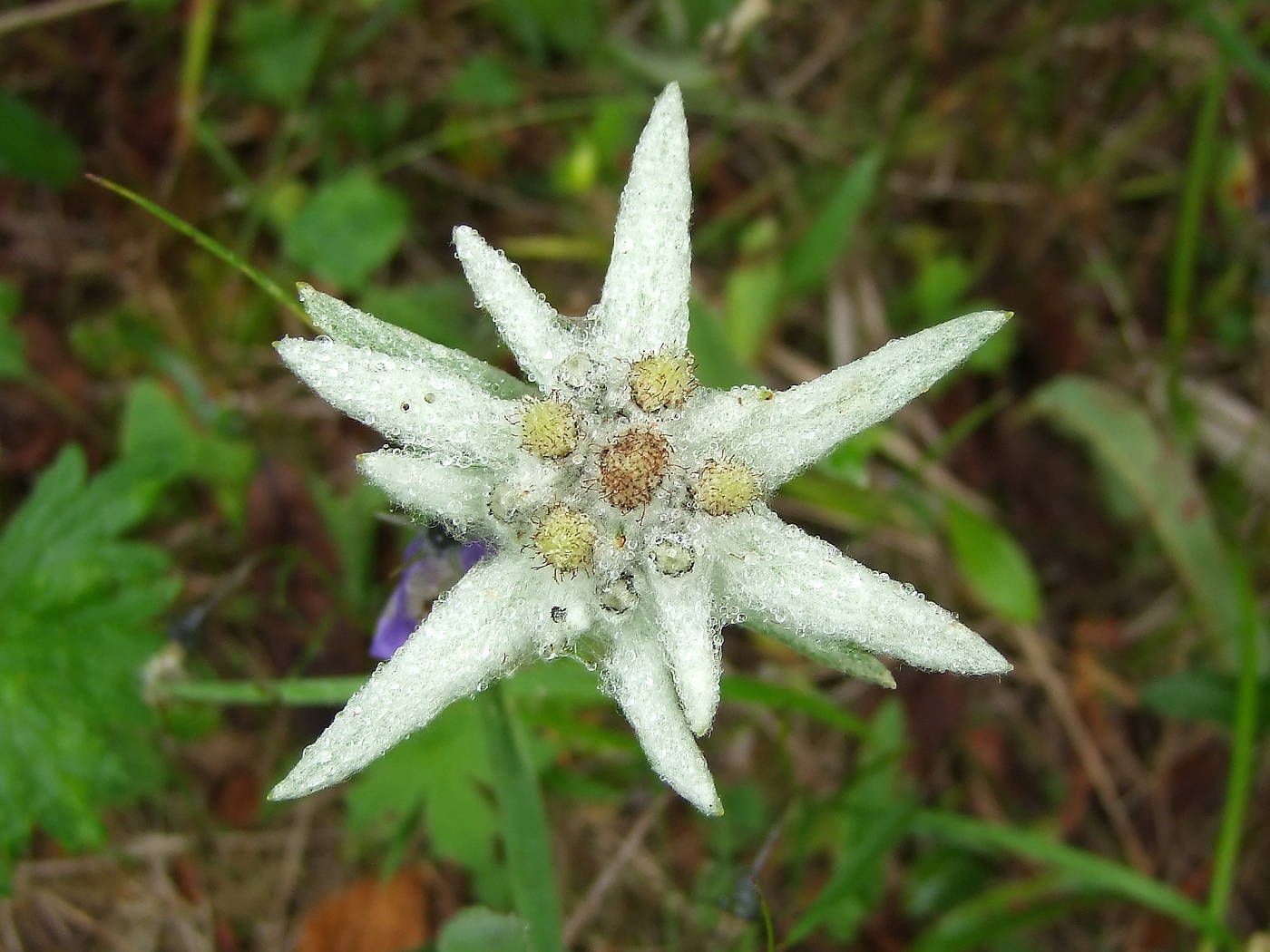 Изображение особи Leontopodium stellatum.
