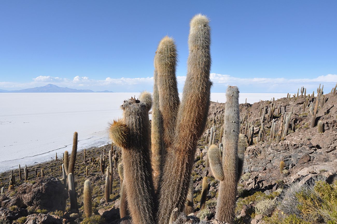 Изображение особи Trichocereus atacamensis.