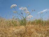 Hyalolaena bupleuroides. Цветущее растение. Казахстан, г. Тараз, долина р. Карасу, сухая осоково-злаковая степь на лёссовых отложениях на склоне зап. экспозиции. 3 июня 2018 г.