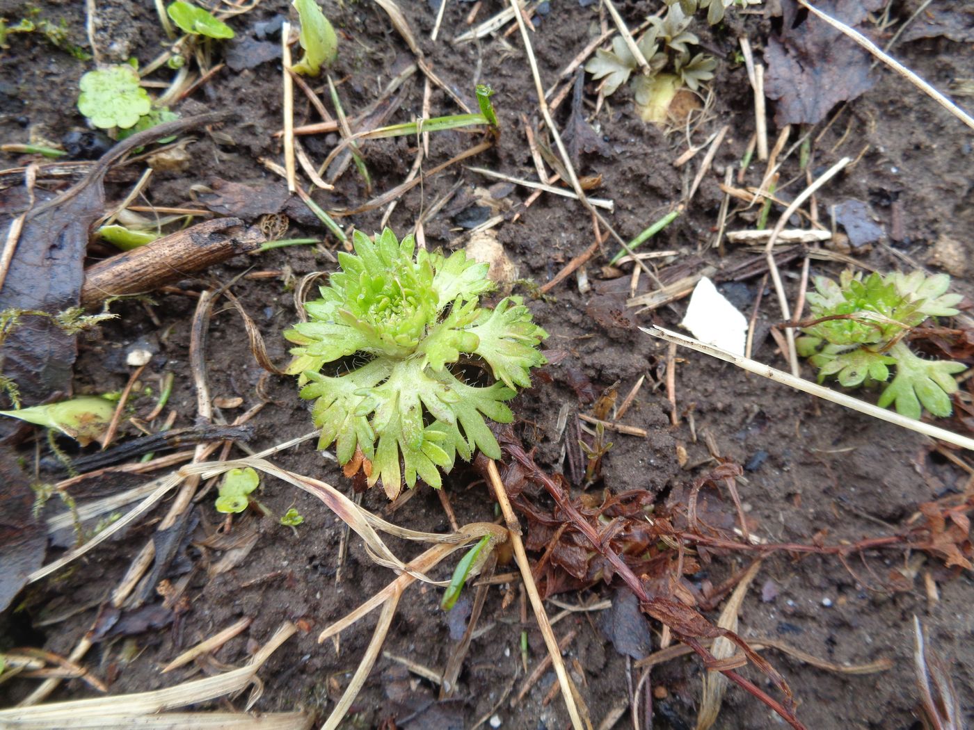 Изображение особи Saxifraga &times; arendsii.