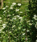 Spiraea trilobata. Верхушки цветущих ветвей. Восточный Казахстан, г. Усть-Каменогорск, парк Жастар, в культуре. 04.06.2018.