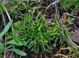 Diphasiastrum complanatum