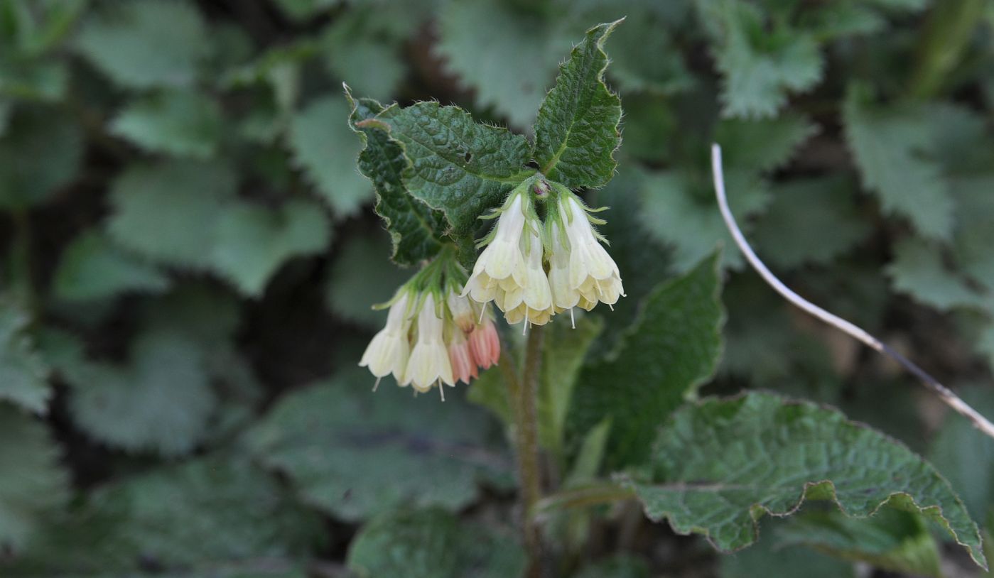 Изображение особи Symphytum grandiflorum.