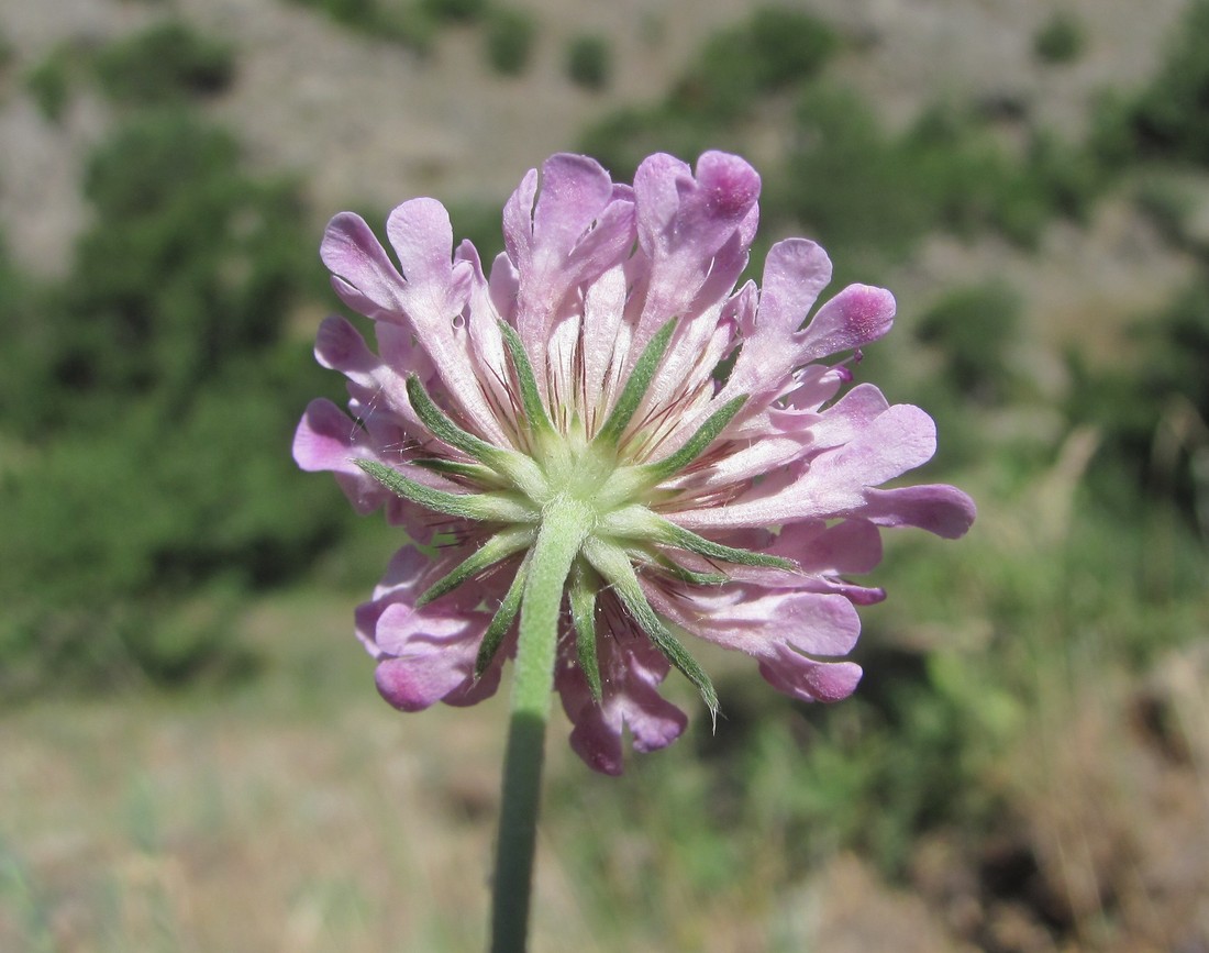 Изображение особи род Scabiosa.