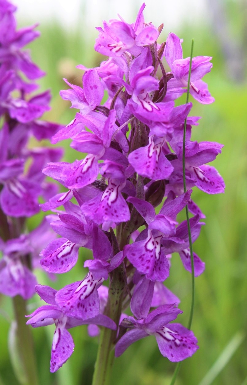 Изображение особи Dactylorhiza salina.