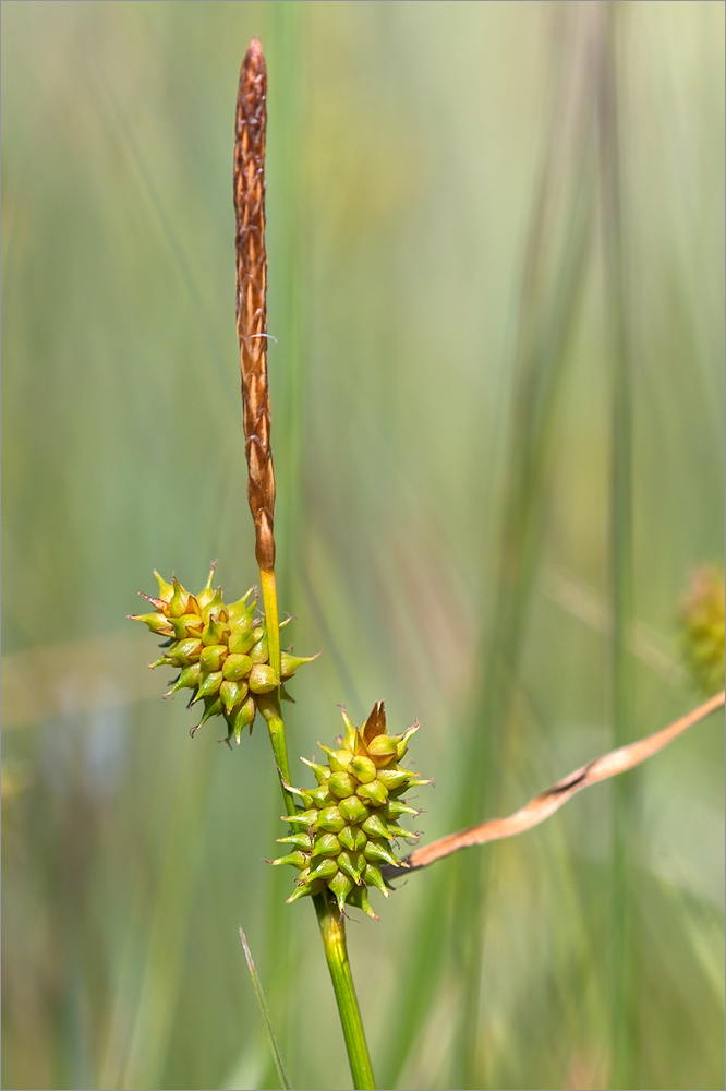 Изображение особи Carex serotina.