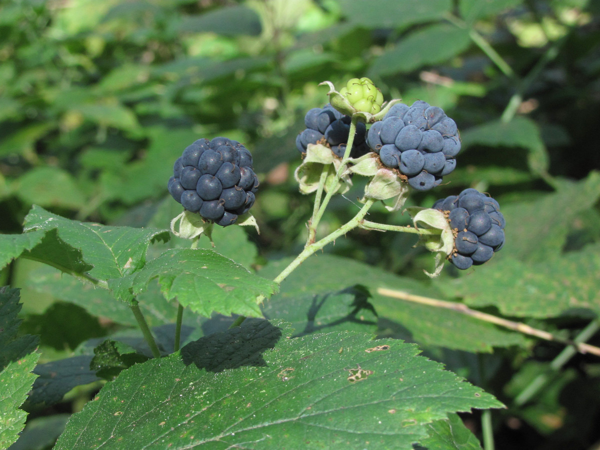 Изображение особи Rubus caesius.