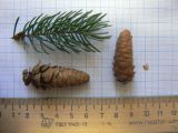 Picea glauca