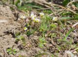 Erophila verna. Цветущие и плодоносящие растения. Крым, Керченский п-ов, Приазовье, гора Ташкалак, каменистая степь. 08.03.2020.