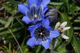 Gentiana kaufmanniana