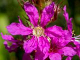 Lythrum salicaria