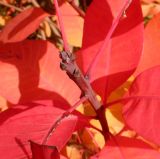 Cotinus coggygria