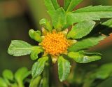 Bidens tripartita