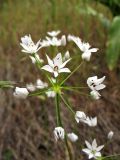 Allium subhirsutum