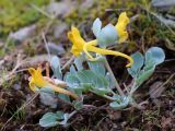 Corydalis sewerzowii. Цветущие растения. Узбекистан, хребет Нуратау, Нуратинский заповедник, урочище Гурдара, около 600 м н.у.м., на каменисто-мелкоземистом склоне среди колючеминдальника 07.03.2021.