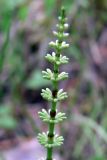 Equisetum pratense