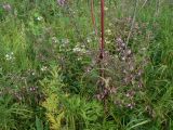 Pedicularis resupinata