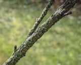 Betula humilis. Часть поросшего лишайниками ствола с основанием скелетной ветви. Москва, ГБС РАН, дендрарий. 30.08.2021.