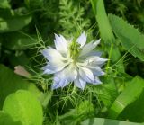 Nigella damascena