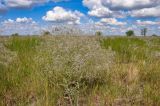 Gypsophila paniculata