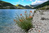 Papaver fugax