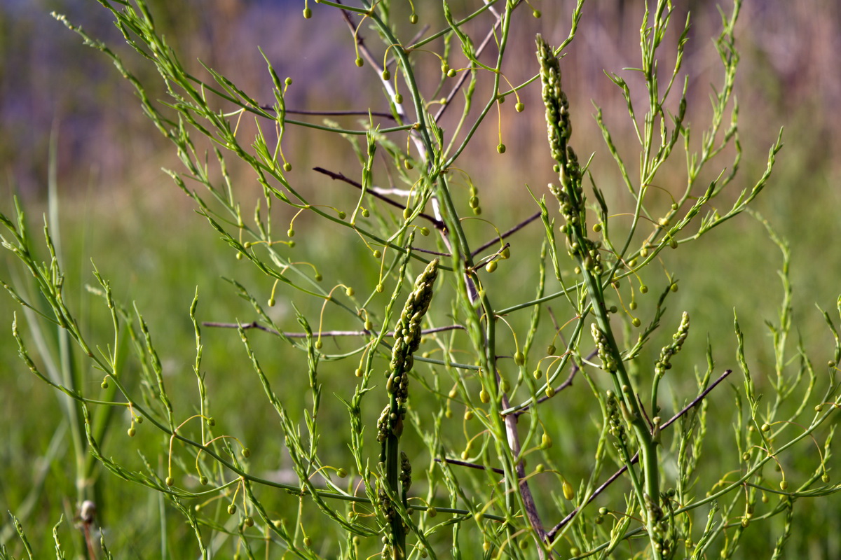Изображение особи род Asparagus.
