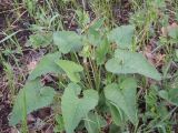 Phlomoides tuberosa