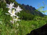 Aquilegia coerulea. Верхушка цветущего растения. США, штат Колорадо, Аспен, западные склоны гор Савач. 29 июня 2010 г.