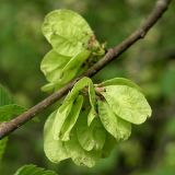 Ulmus glabra