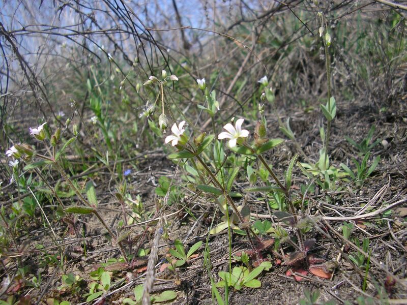 Изображение особи Cerastium pseudobulgaricum.