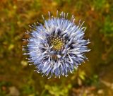 Jasione montana