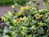 Nicotiana rustica