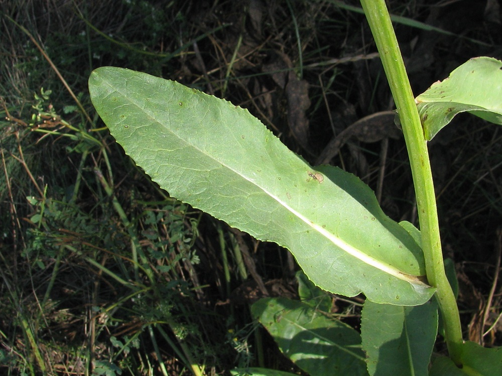 Изображение особи Senecio schwetzowii.